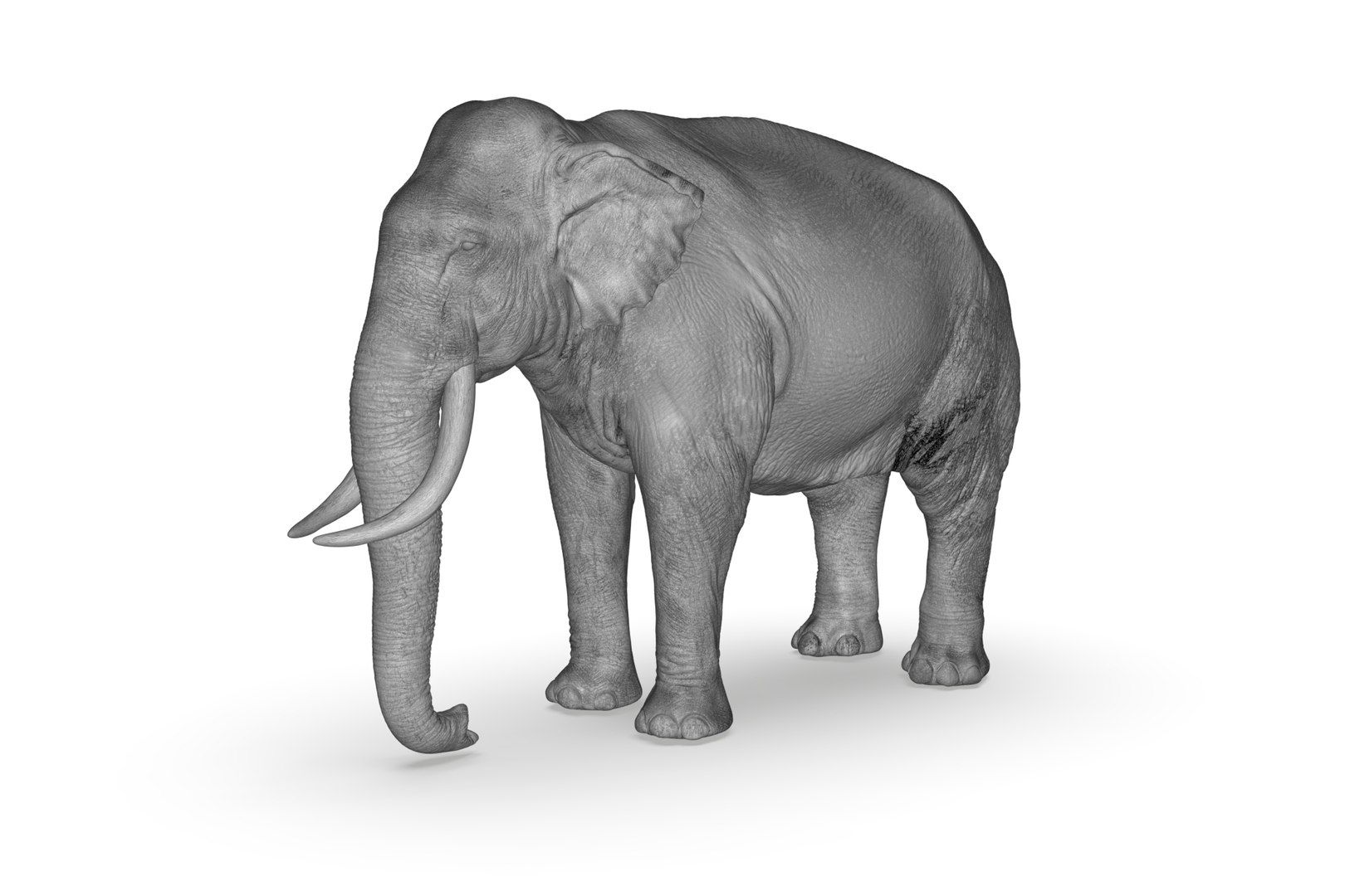 Sri Lankan Elephant 3D https://p.turbosquid.com/ts-thumb/2P/Dh6vaX/NX/render_21/jpg/1712423568/1920x1080/fit_q87/24788a6473f913cedd19aa47651d0620501b1ecf/render_21.jpg