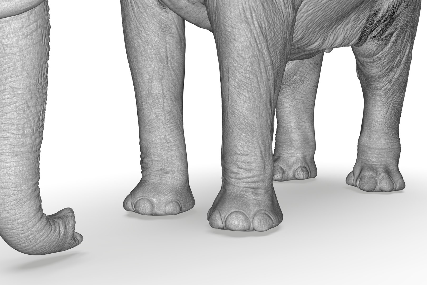 Sri Lankan Elephant 3D https://p.turbosquid.com/ts-thumb/2P/Dh6vaX/RL/render_24/jpg/1712423570/1920x1080/fit_q87/662af758506fc6e4be38d2babd9d821d98f397a7/render_24.jpg