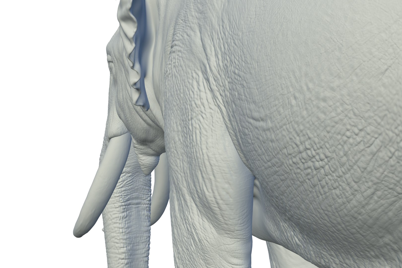 Sri Lankan Elephant 3D https://p.turbosquid.com/ts-thumb/2P/Dh6vaX/eX/render_18/jpg/1712423566/1920x1080/fit_q87/a3c67b0b5704f2a6f504850db069027f85b4c1c1/render_18.jpg