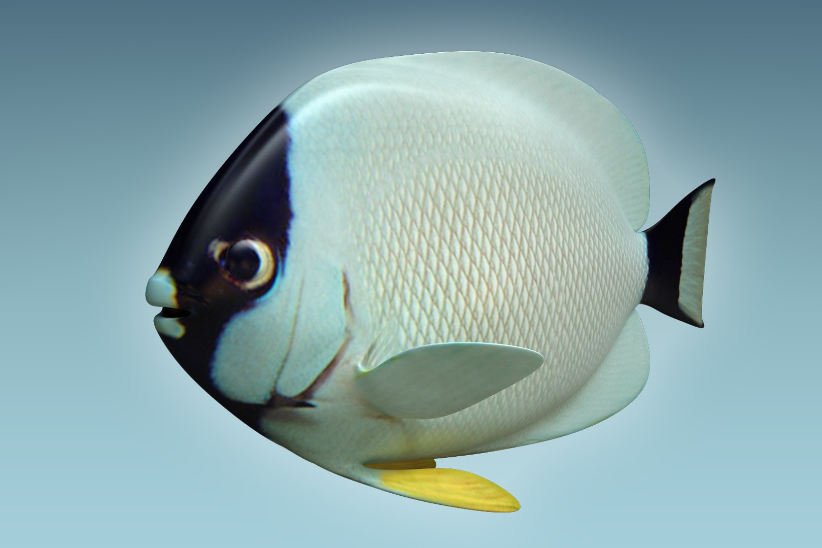 Masked Anglefish Fish 3D - TurboSquid 1202277