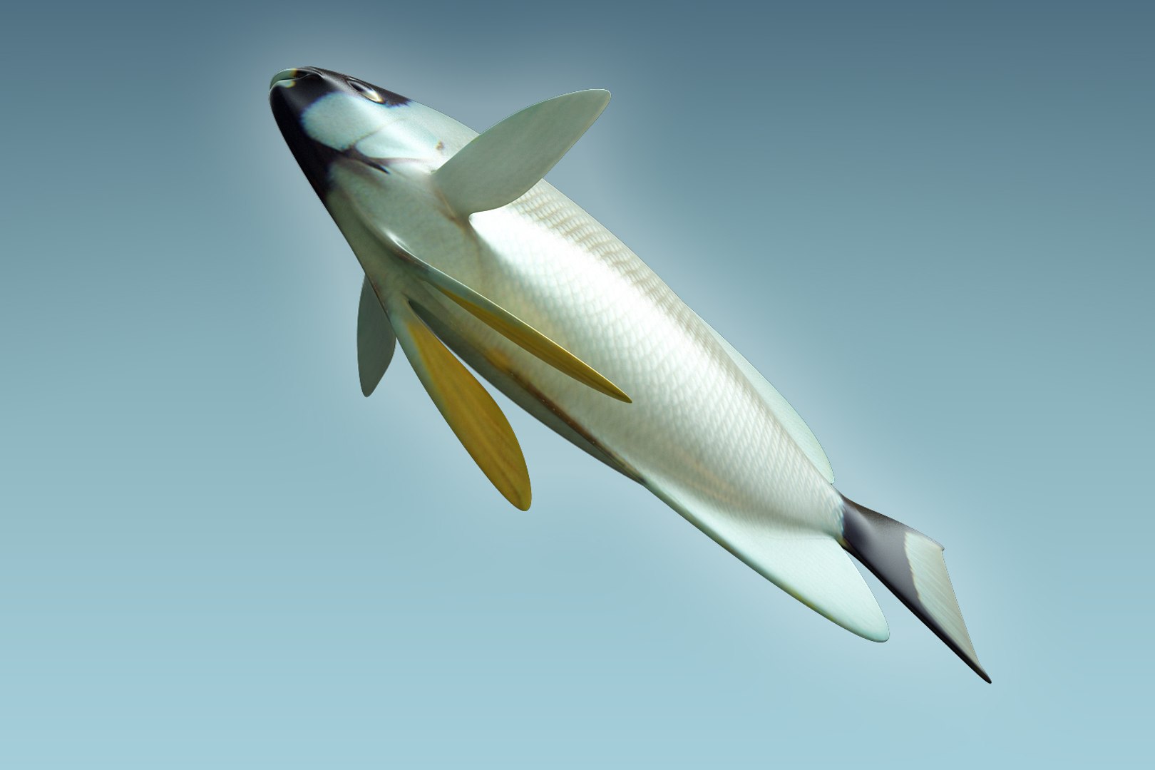 Masked Anglefish Fish 3D - TurboSquid 1202277