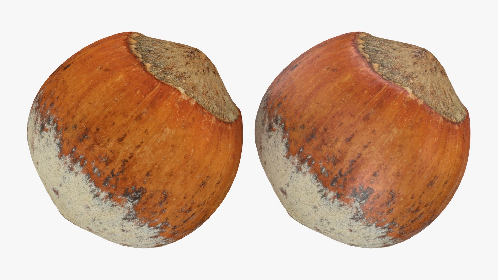 3D Hazelnuts in Shell Collection https://p.turbosquid.com/ts-thumb/2P/HjewyN/H5/hazelnutshell01_a0003/jpg/1729152175/1920x1080/fit_q87/2ec2a93ba54592320c3e972ea3998b752f2953c4/hazelnutshell01_a0003.jpg