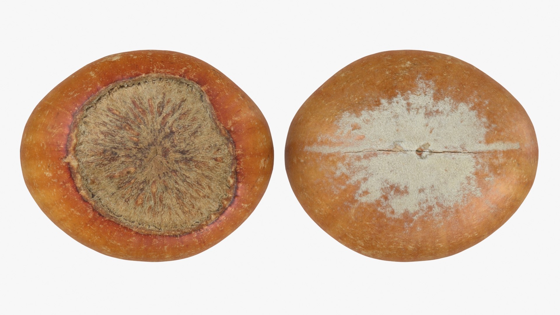 3D Hazelnuts in Shell Collection https://p.turbosquid.com/ts-thumb/2P/HjewyN/P9/hazelnutshell03_a0002/jpg/1728473884/1920x1080/fit_q87/f77febfe724324b35769877adad5020d1525a921/hazelnutshell03_a0002.jpg