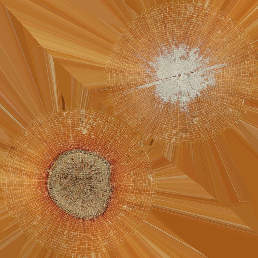 3D Hazelnuts In Shell Collection TurboSquid 2293859