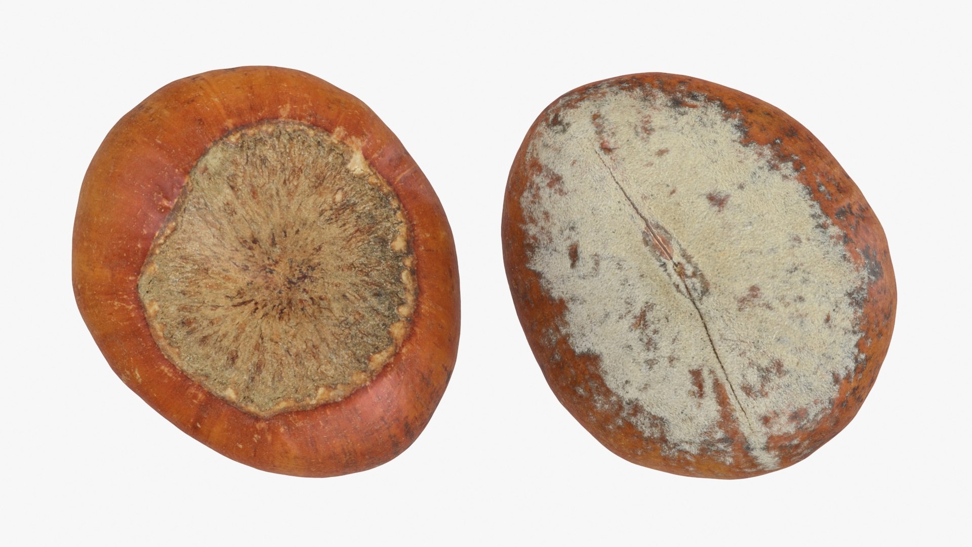 3D Hazelnuts in Shell Collection https://p.turbosquid.com/ts-thumb/2P/HjewyN/Vd/hazelnutshell01_a0002/jpg/1728474710/1920x1080/fit_q87/af7b180b047f9fbf42d0f8fa8507dd49fcee4488/hazelnutshell01_a0002.jpg