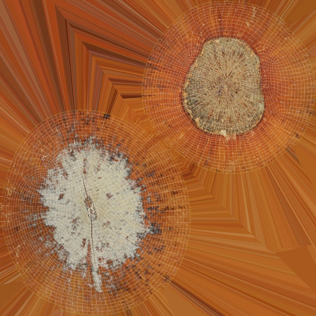 3D Hazelnuts in Shell Collection https://p.turbosquid.com/ts-thumb/2P/HjewyN/sF/hazelnutshell01_d0004/jpg/1728474720/1920x1080/fit_q87/35ce8531b5558b3dcd6a0ce79b5f3891dcd7abf3/hazelnutshell01_d0004.jpg