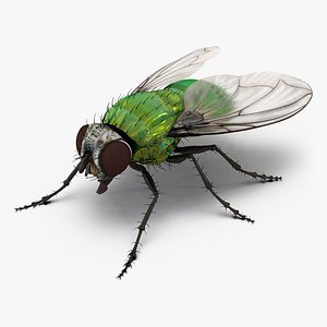 Green Bottle Fly