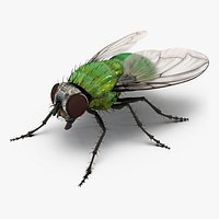 Green Bottle Fly