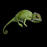 CHameleon rigged animated