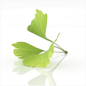leaves trees plant ginkgo 3D model