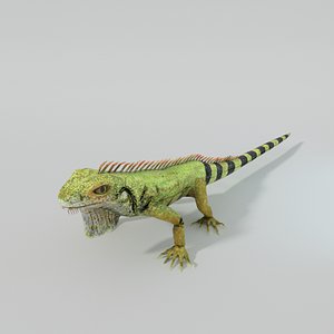 Iguana