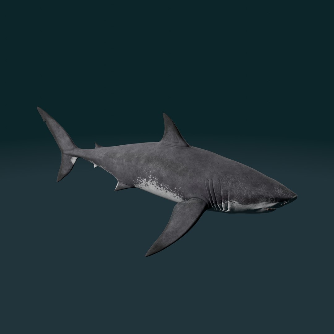 3D Megalodon 3D Model - TurboSquid 2325041