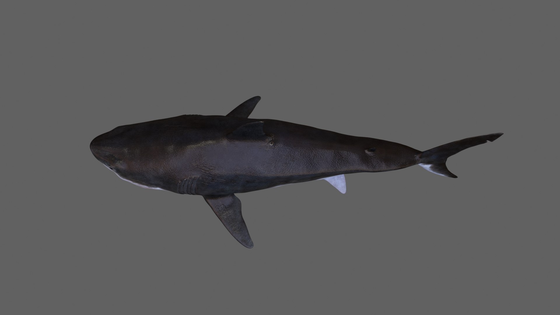 3D Model Animation Ar Rig Shark - TurboSquid 1465796
