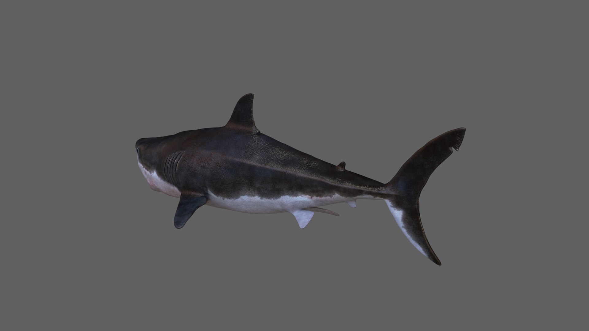 3D Model Animation Ar Rig Shark - TurboSquid 1465796