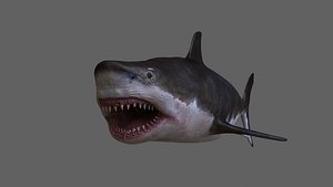 3D model animation ar rig shark