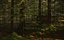 Zug, Wald, 3d, Szene