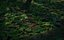 Zug, Wald, 3d, Szene