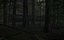 Zug, Wald, 3d, Szene