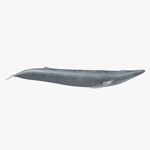 Blue Whale