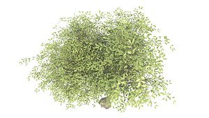 3D yalda tree 8 model