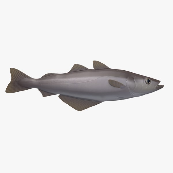 modelo 3d Pollack - TurboSquid 1832903