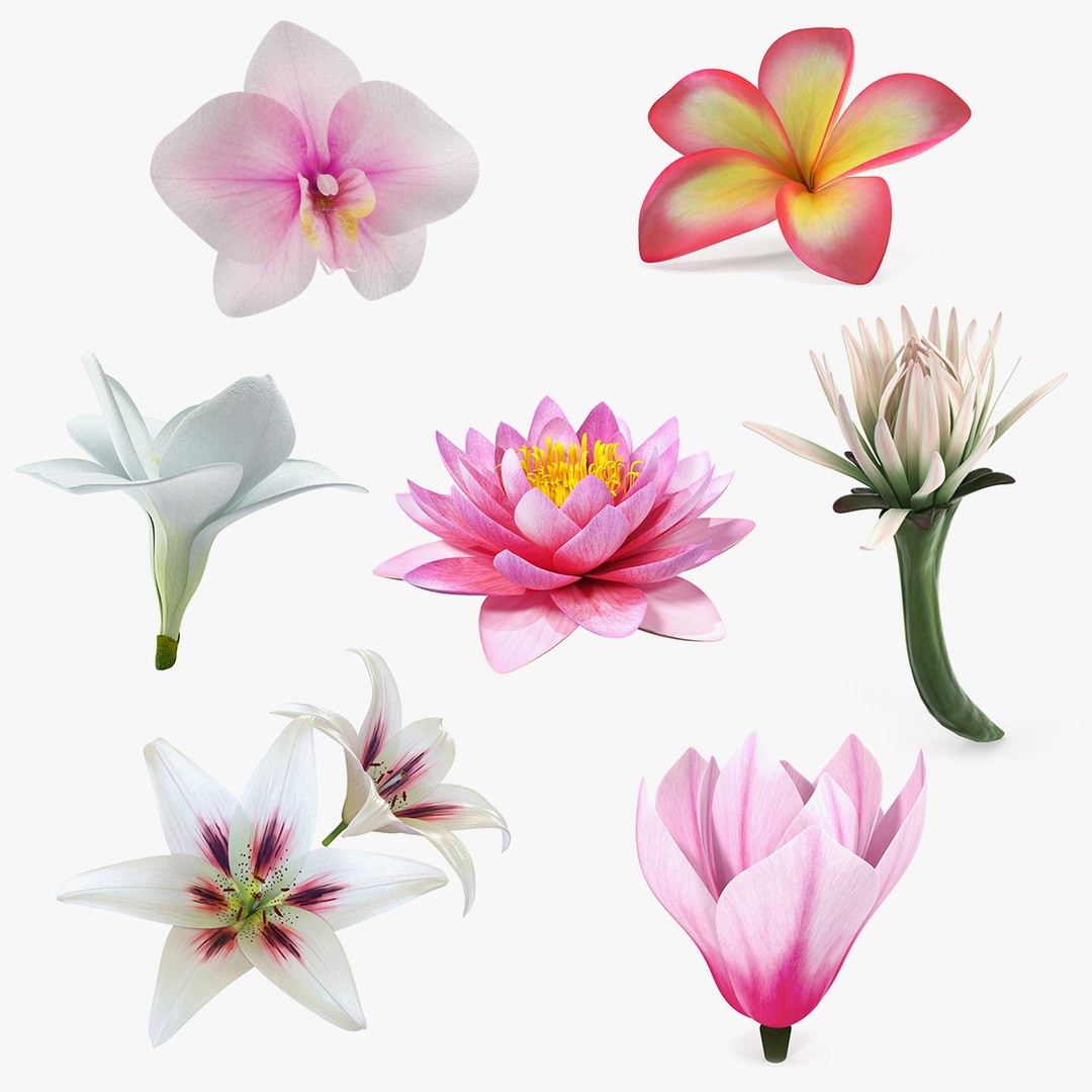 Flowers Collection 11 3D model preview
