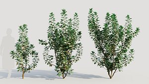 Cotinus coggygria c
