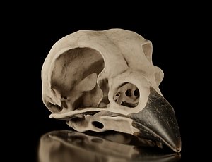 3D Raven skull