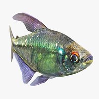 Diamond Tetra Animated