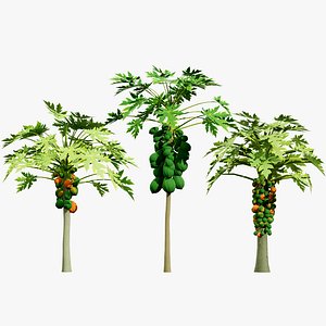 Realistic Papaya Tree 3D model