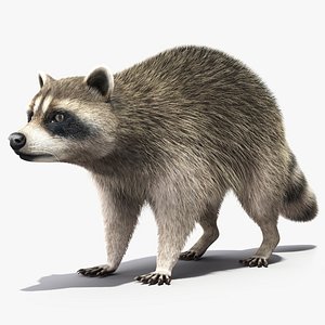 Raccoon Fur 3D