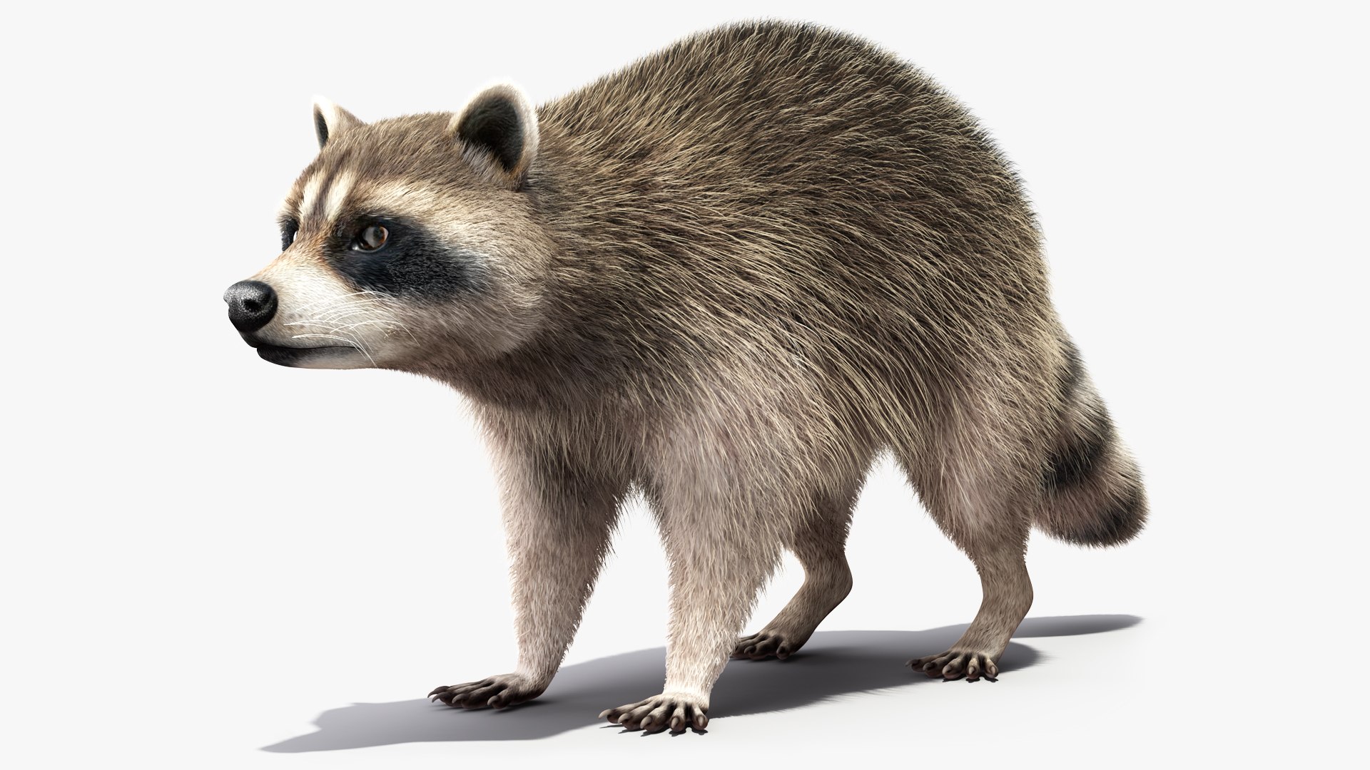 Raccoon Fur 3D model preview