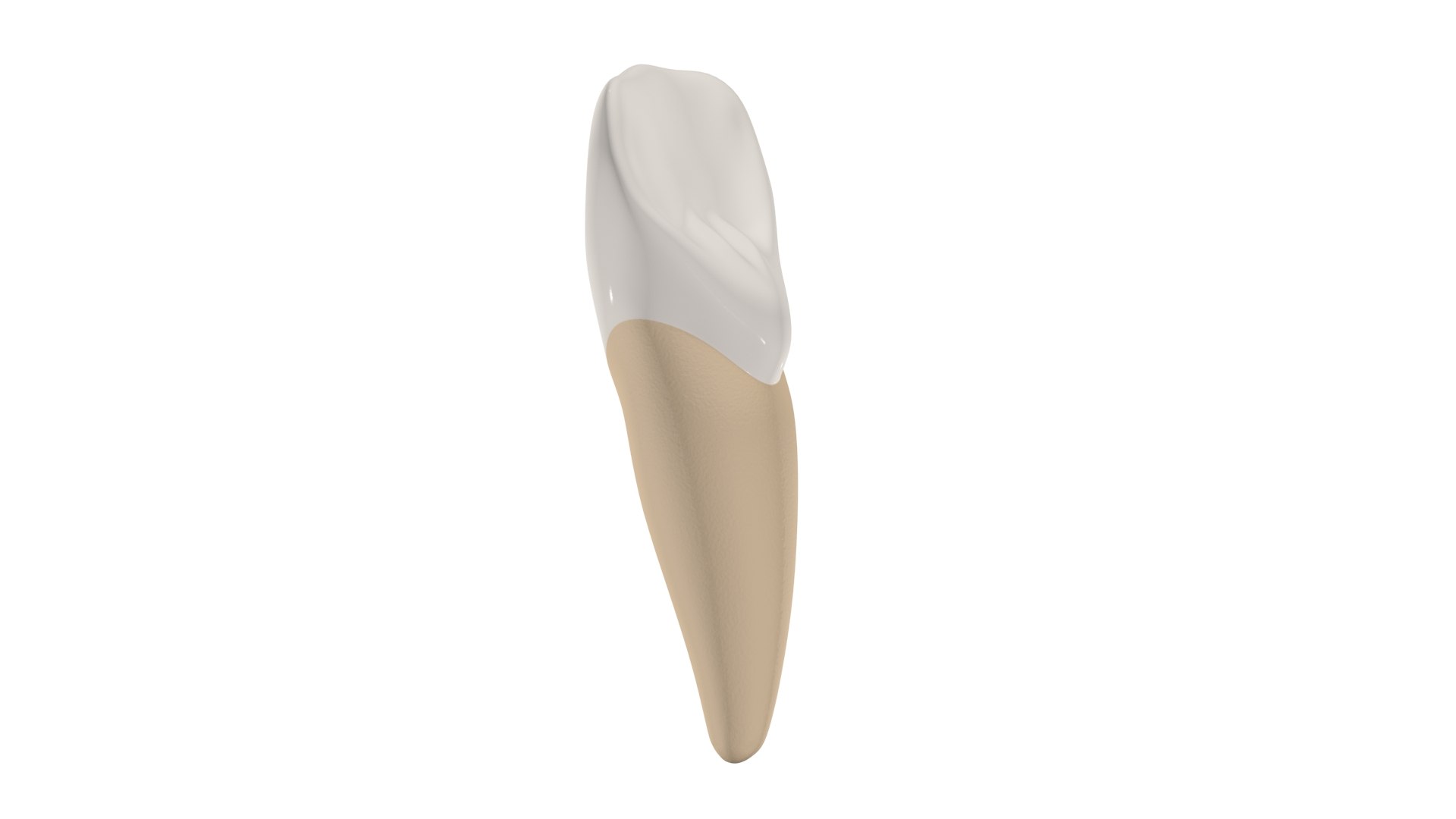 Upper Central Incisor Tooth 3D Model - TurboSquid 1769999