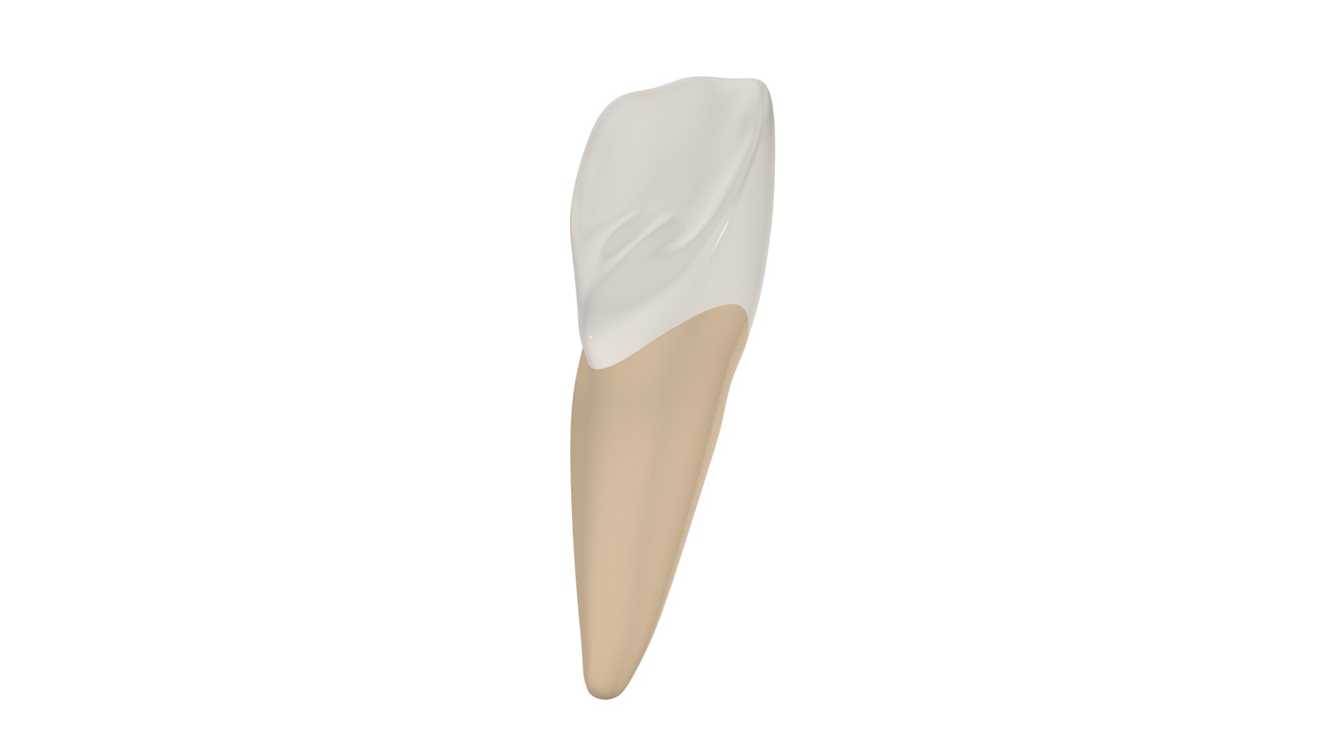 Upper Central Incisor Tooth 3D Model - TurboSquid 1769999