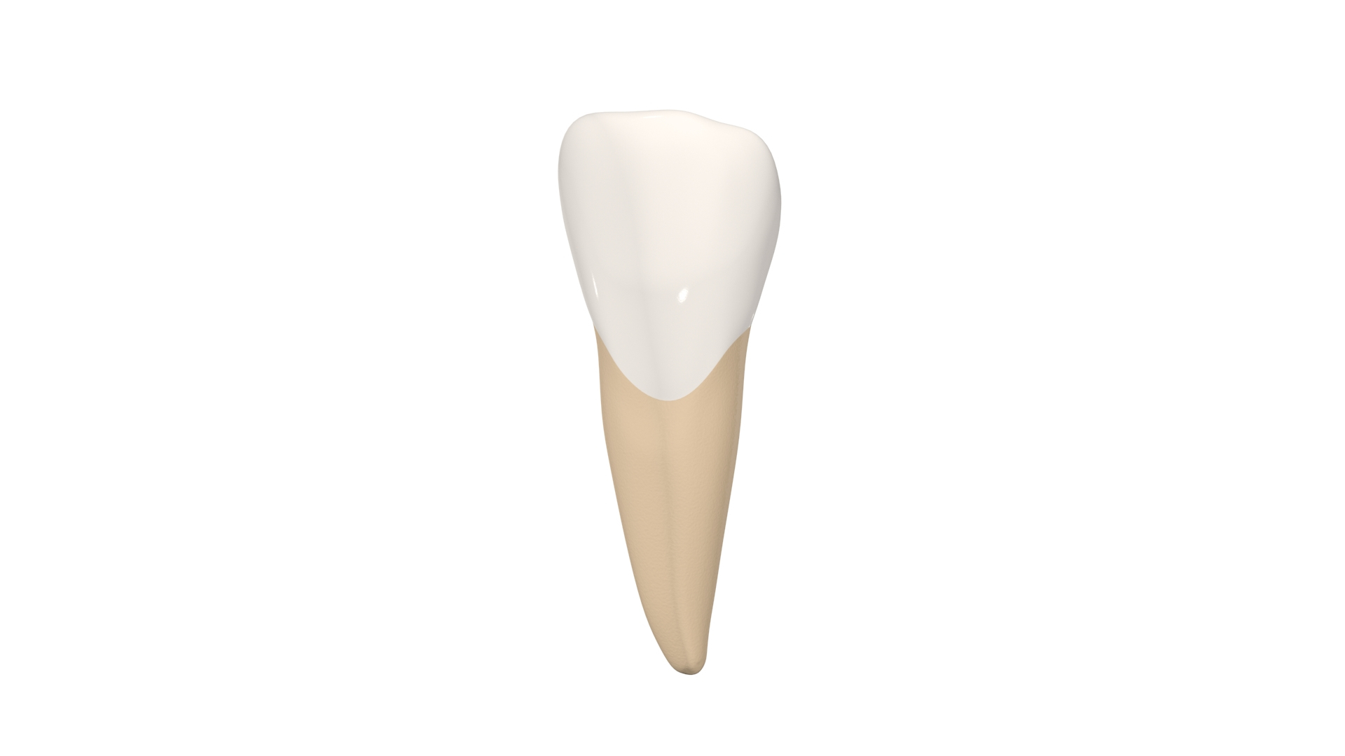 Upper Central Incisor Tooth 3D Model - TurboSquid 1769999