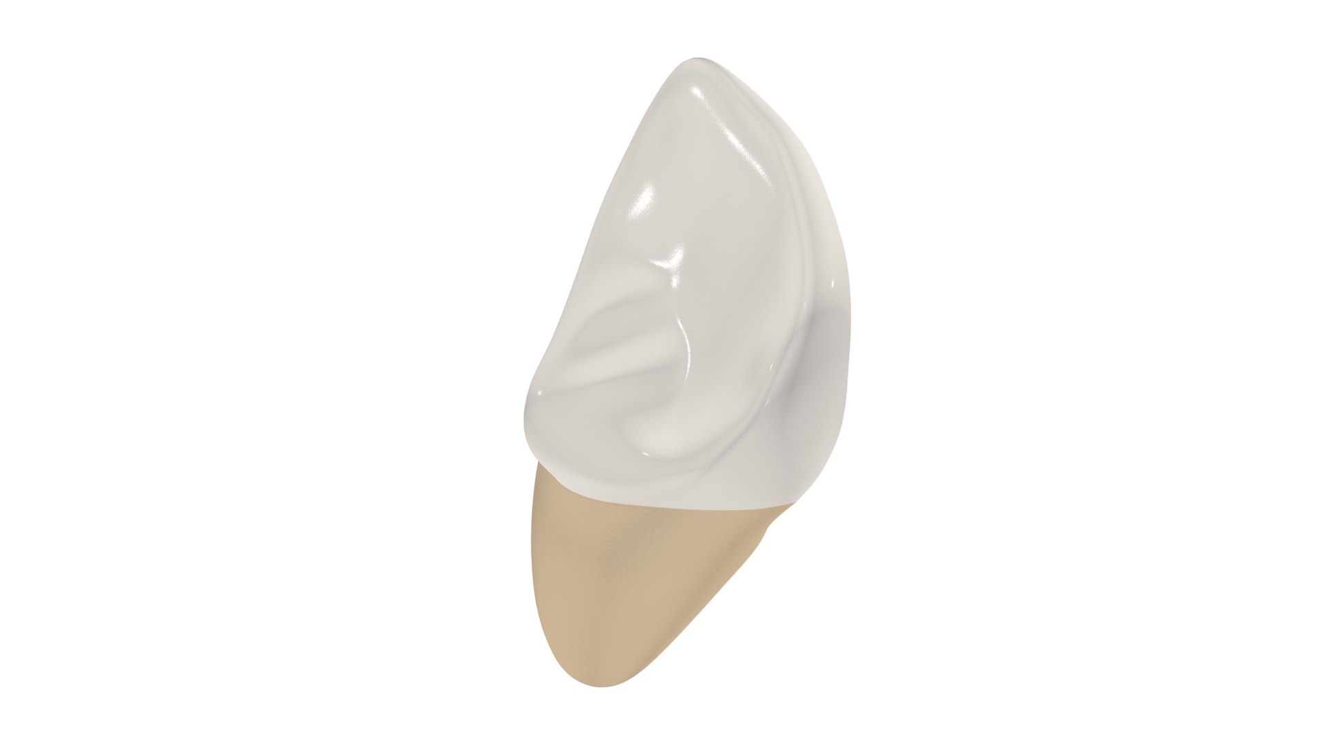 Upper Central Incisor Tooth 3D Model - TurboSquid 1769999