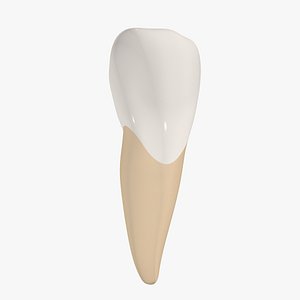 Upper Central Incisor Tooth 3D model