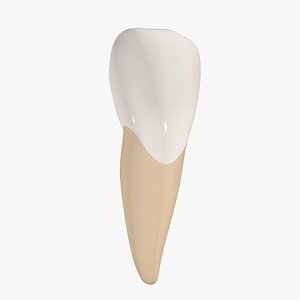 Upper Central Incisor Tooth