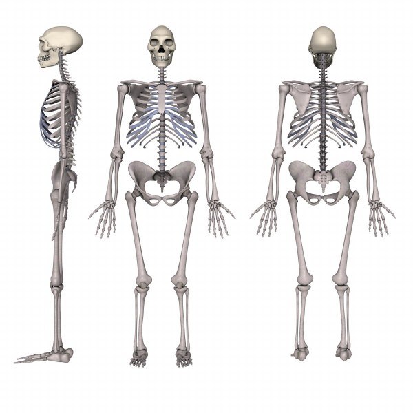 skeletons homo erectus australopithecus 3d max