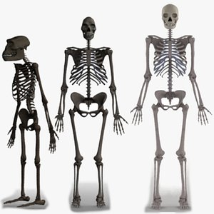 skeletons homo erectus australopithecus 3d max