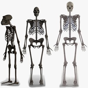 skeletons-erectusaustralopithecushuman