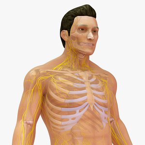 3D Natural body with Skeleton and Nerves