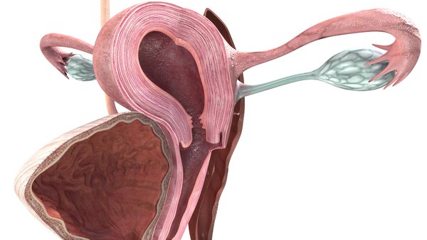 Анатомия женщины (строение женских половых органов)