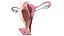 3d model female reproductive anatomy
