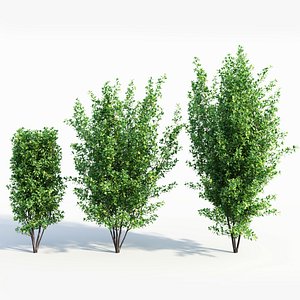 3D Rhamnus Frangula a