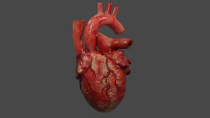 human hearts 3D