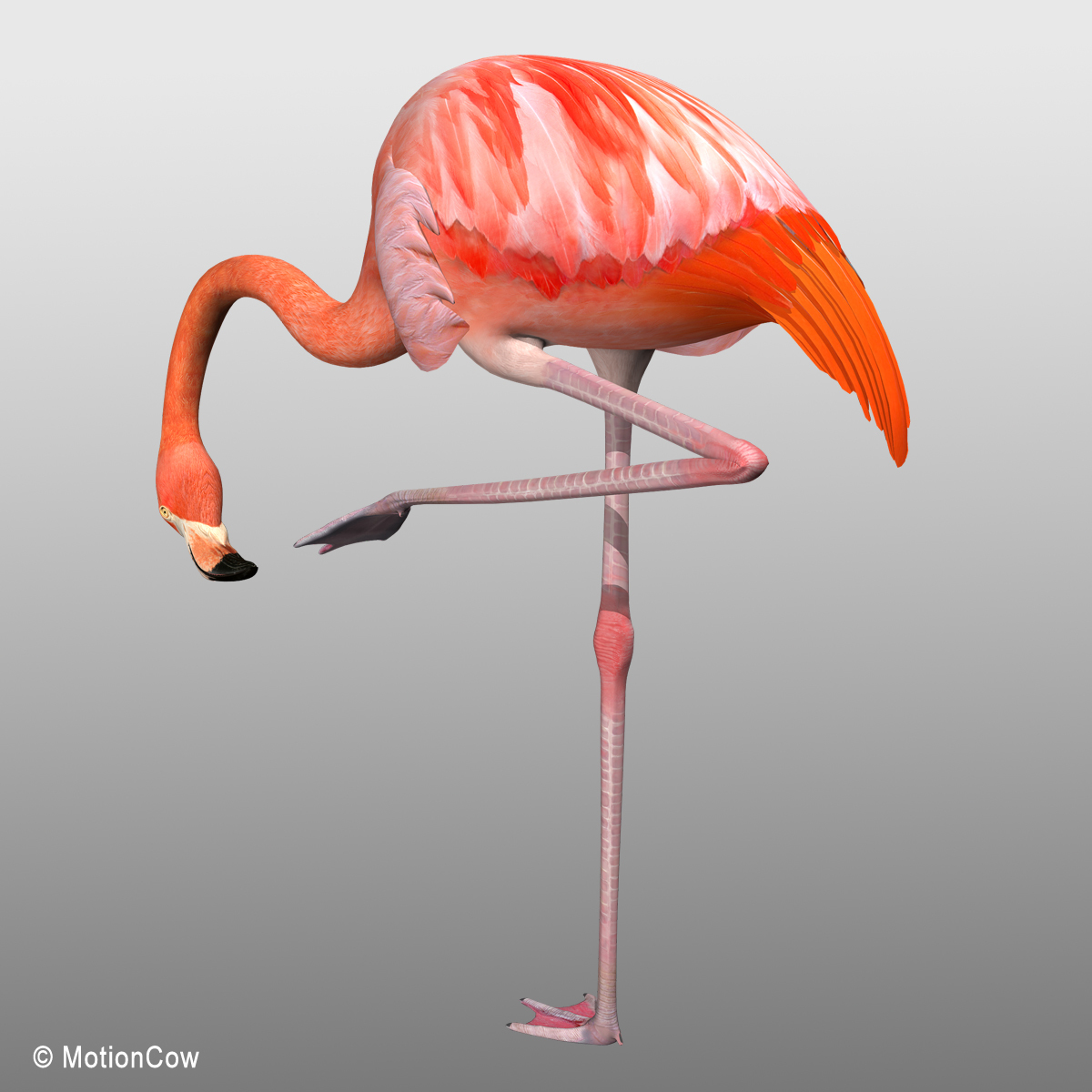 max realistic flamingo