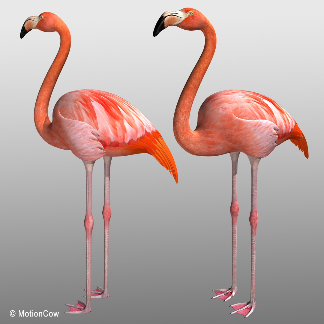 max realistic flamingo