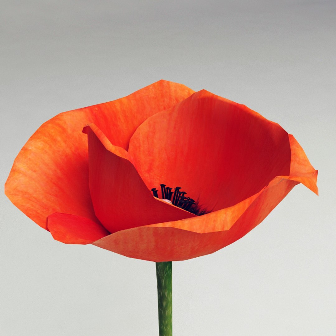 3d model poppy modelled https://p.turbosquid.com/ts-thumb/2R/hPoIOT/MgdMsiuK/poppy_06/jpg/1263248955/1920x1080/fit_q87/de2c84d559007ba48061e5f415c797efd32cadf9/poppy_06.jpg