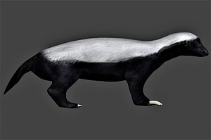 Low Poly Realistic rigged honey badger